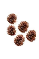 Kaliteli Kozalak Parti Aksesurı Süsleme Malzemesi 5li