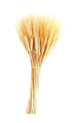 Kuru Çiçek Doğal Başak Buğday Başağı 45 cm 1 Demet Natural